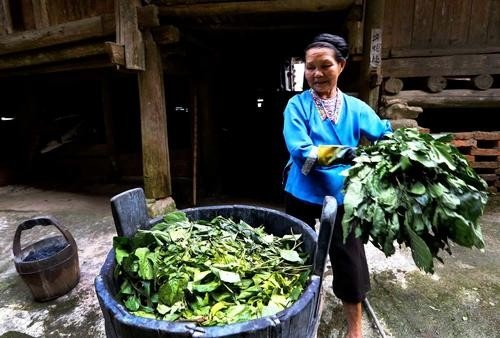 可以做染料的植物