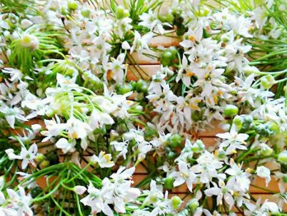 韭菜花怎么腌制不发黄