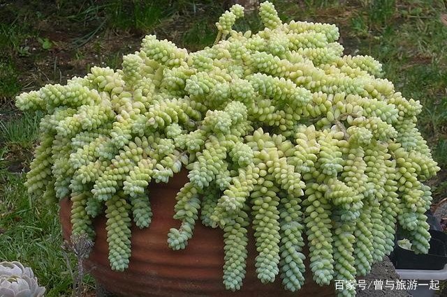 玉坠多肉有什么含义呢?