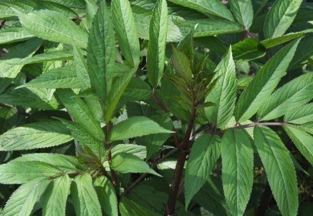 农村名叫“接筋草”的植物有什么功效和作用？