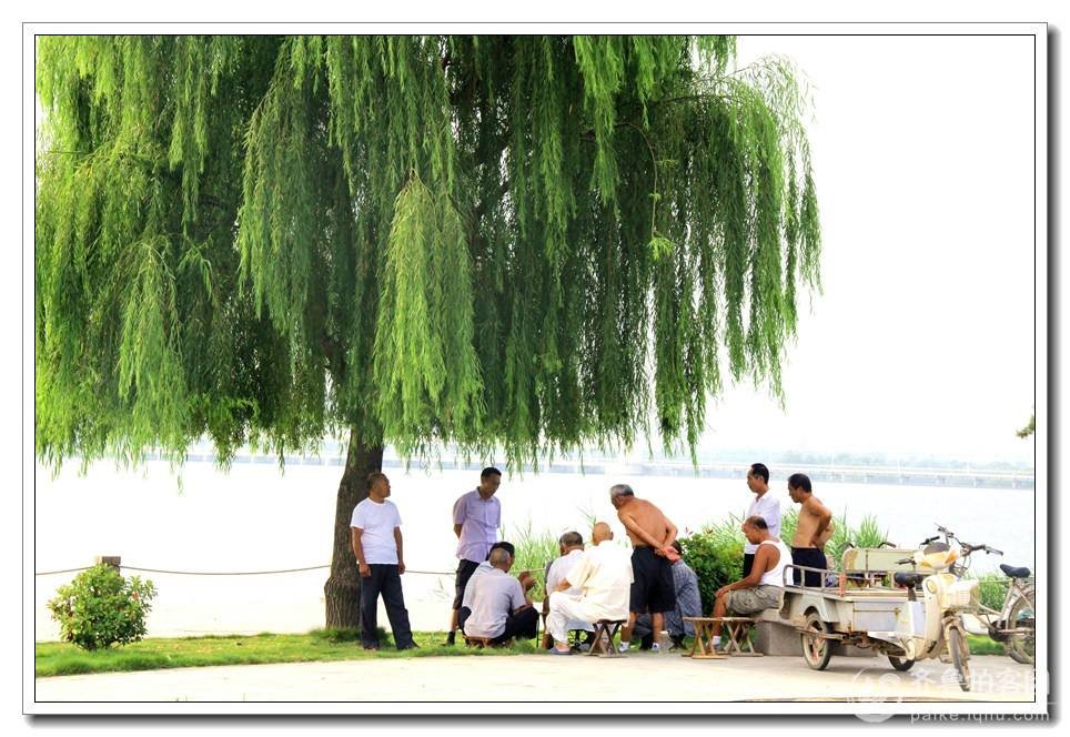 大树底下好乘凉什么意思