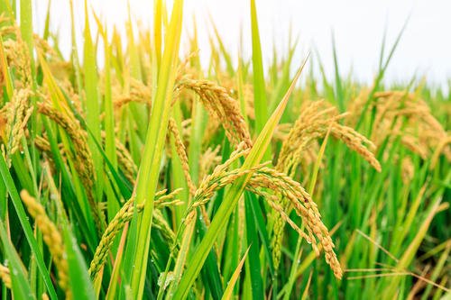 关于袁隆平老先生发明高产量海水稻的意义是什么？