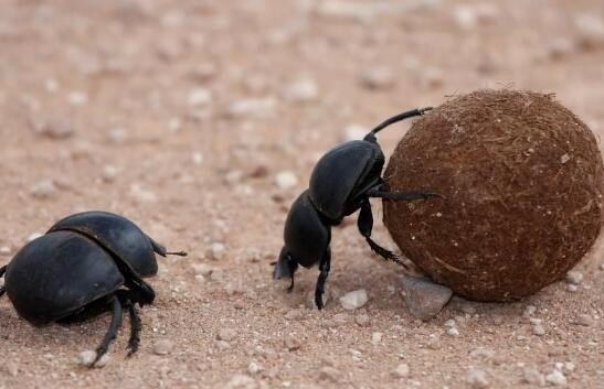食粪虫的生活习性?