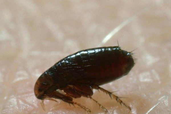 用什么药杀跳蚤最有效