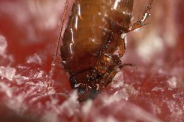 用什么药杀跳蚤最有效