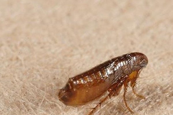 用什么药杀跳蚤最有效