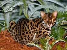 猫科动物都有哪些图片