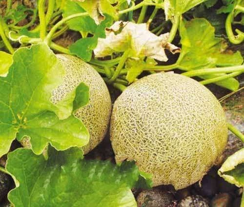 兰州有什么可以带走的特产