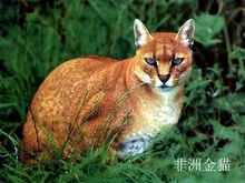 猫科动物都有哪些图片