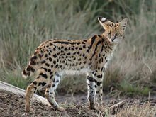 猫科动物都有哪些图片