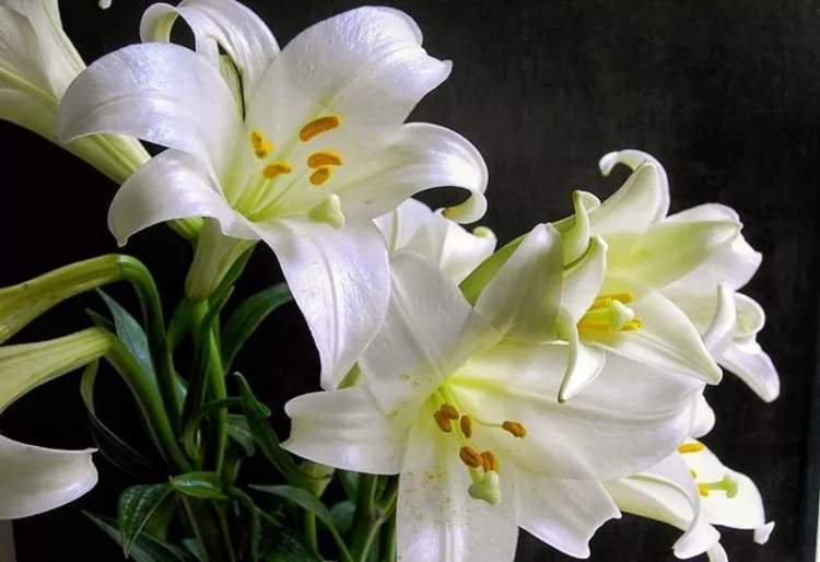 百合花的介绍（300字左右）