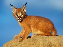 猫科动物都有哪些图片