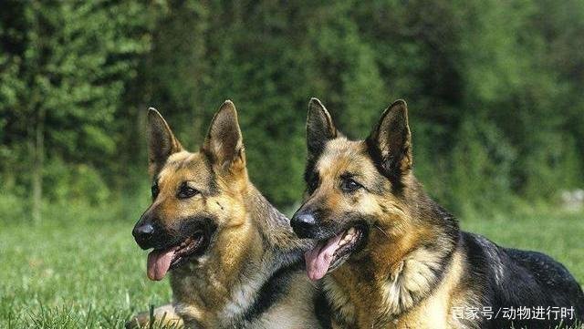 对主人极度忠诚的狗有哪些?