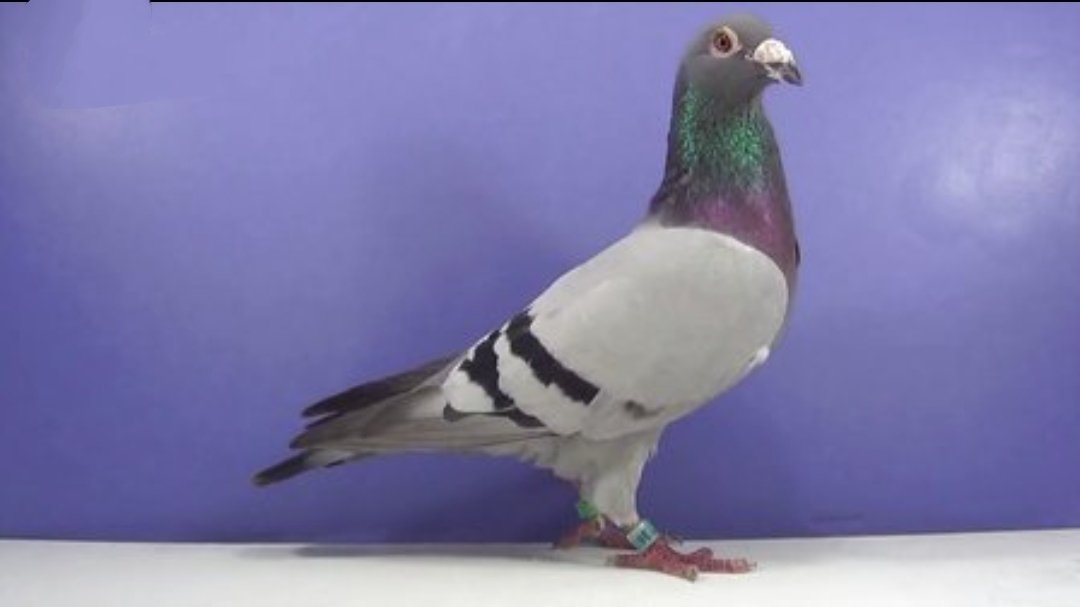 唐山领航国际赛鸽公棚地址