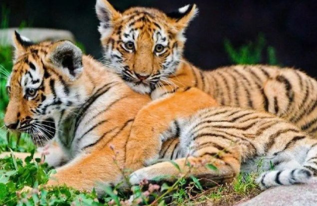 泰然自得打一正确生肖