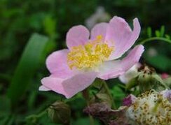 澳洲野蔷薇是不是就是金盏花？我搜索了两种花的图片，蛮像的，只是澳洲野蔷薇的花色是紫色。