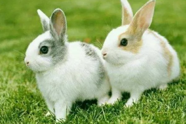 节俭力行代表那个生肖