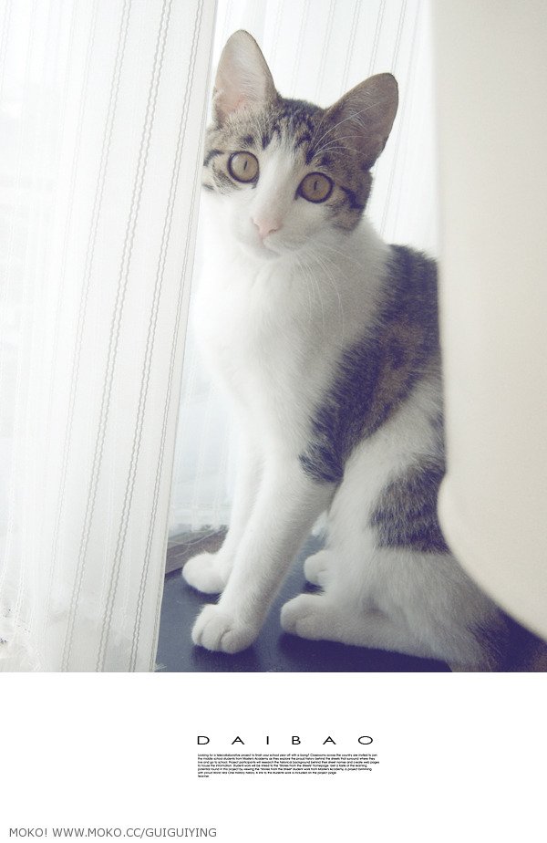 呆宝小助理的内容简介