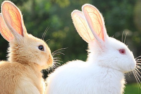 黎民百姓指什么生肖?