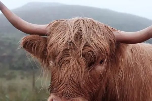 百宝万货打一个动物