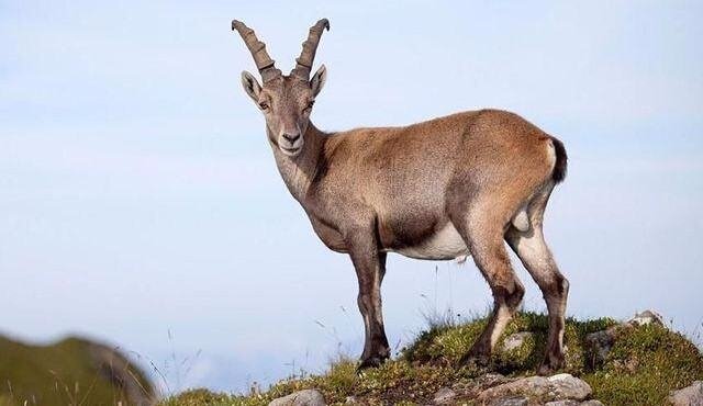 山羊的脚印像什么比喻怎么写？