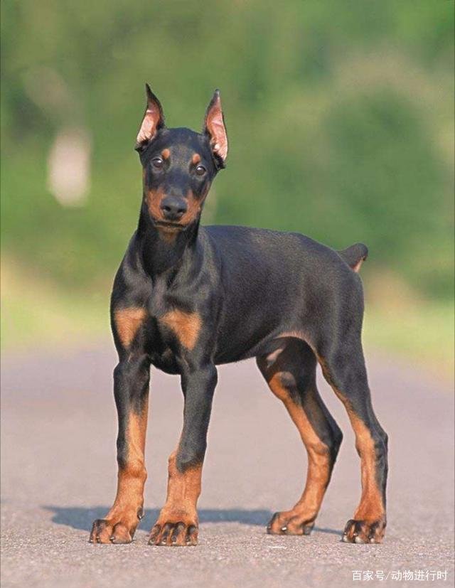 对主人极度忠诚的狗有哪些?