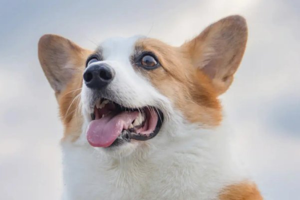 败子回头金不换打一生肖动物