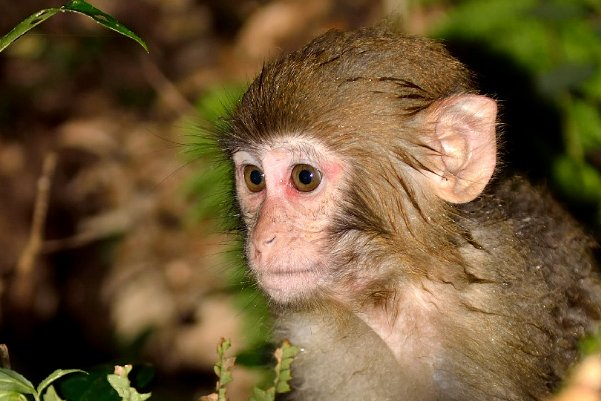 败子回头金不换打一生肖动物