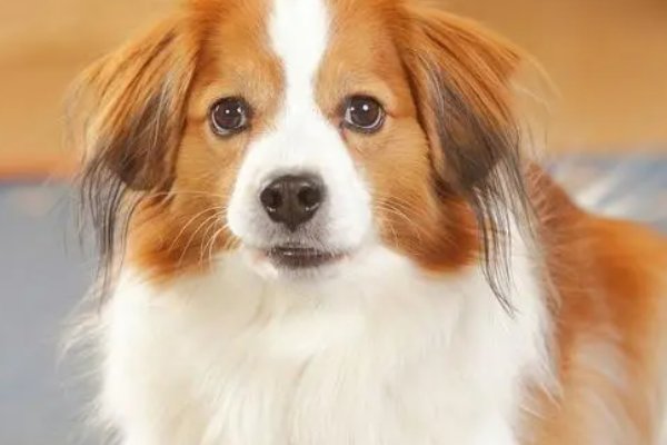 节俭力行代表那个生肖