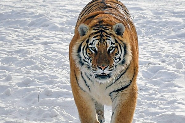 举重若轻比喻什么生肖