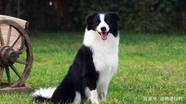 对主人极度忠诚的狗有哪些?