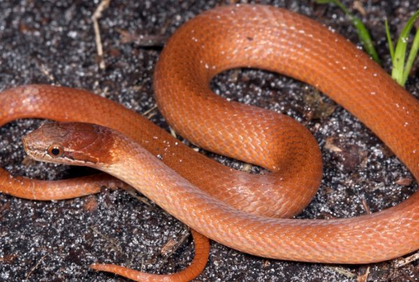 五冬六下南北聚是什么生肖