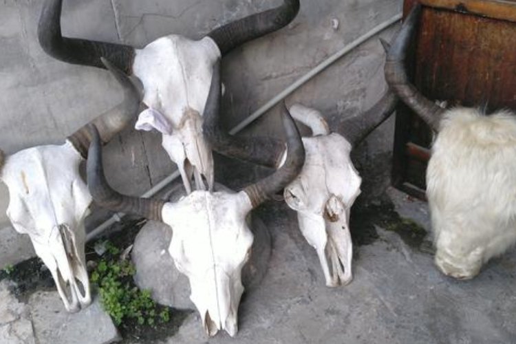 牛头挂角是什么意思