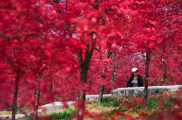 红枫园的《生命乐章》自然疗法养生调理课程