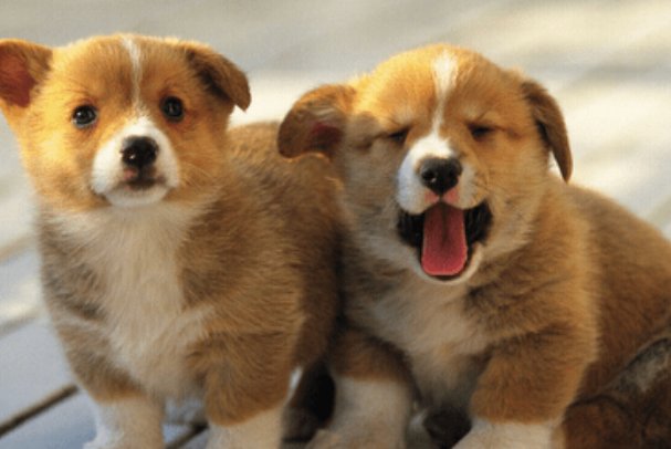 粗俗之辈比喻什么生肖