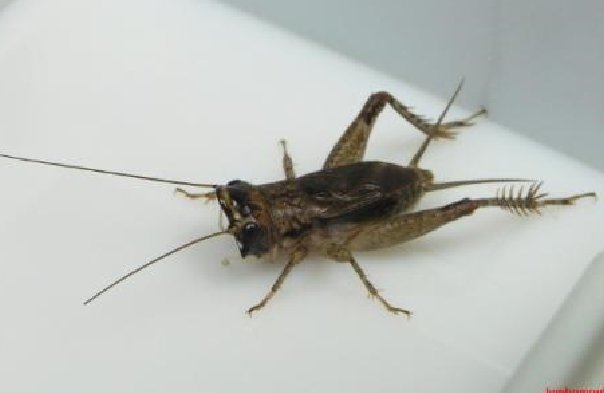 蟋蟀头是扁的叫什么?