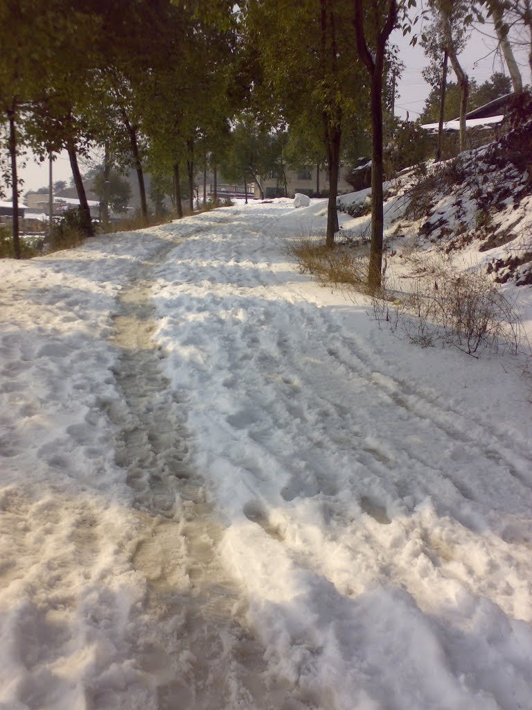 月迷风影的原版歌词