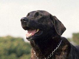 请高手来看一看这是一只什么犬