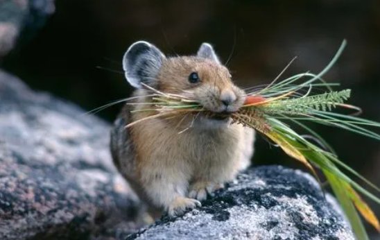 嬉打一准确生肖