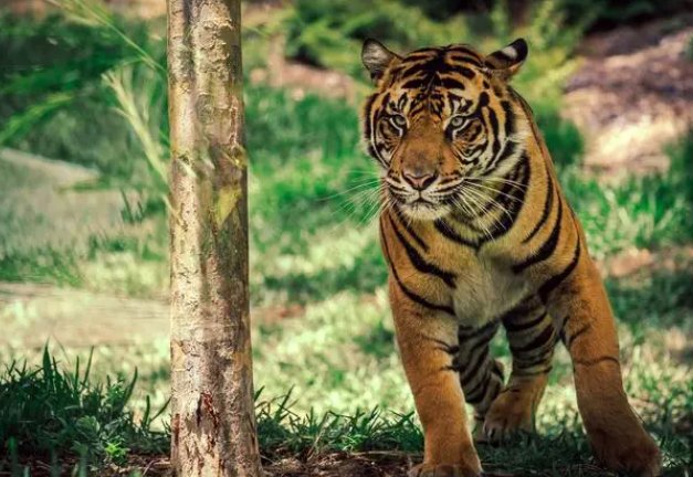 泰然自得打一正确生肖