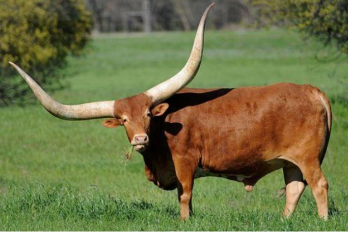 众怒难任指什么动物