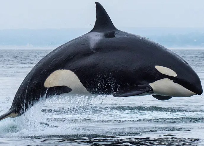 虎鲸会觉得人类可爱吗