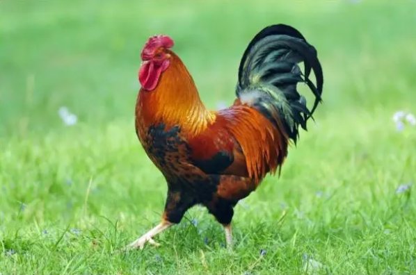 誓无二心打一正确生肖