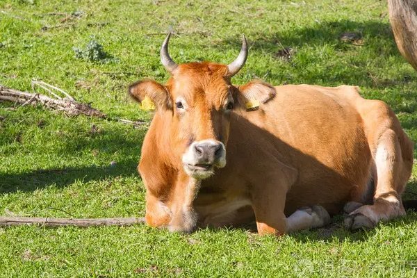 百宝万货打一个动物