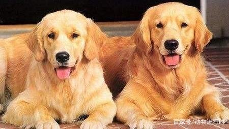 对主人极度忠诚的狗有哪些?