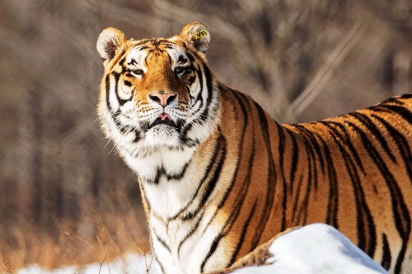 举重若轻比喻什么生肖