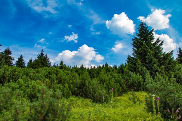 古代管理山林的机构