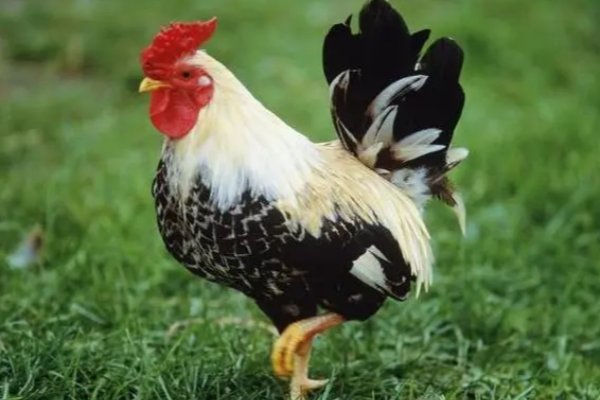 朝阳似火是什么意思生肖