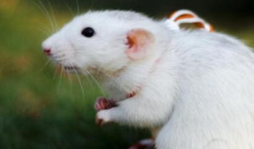 乡士难离代表什么生肖