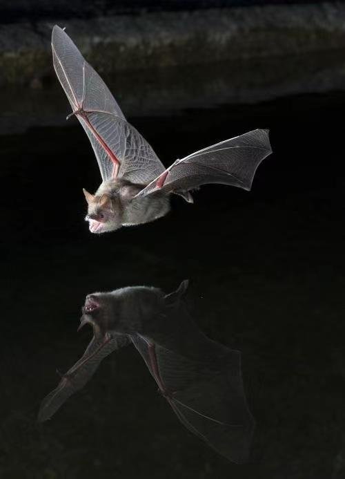 山东一村民家中“住进”40余只蝙蝠,蝙蝠会不会伤人?